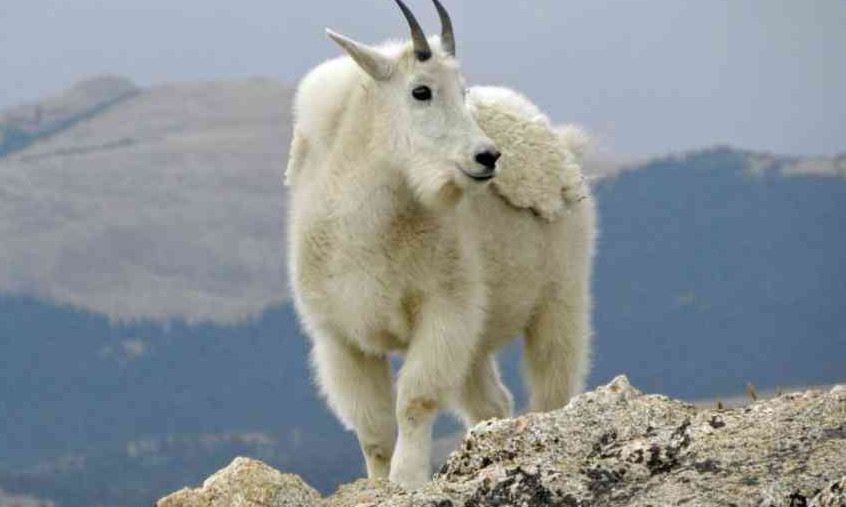 Снежная коза на горе Эванс